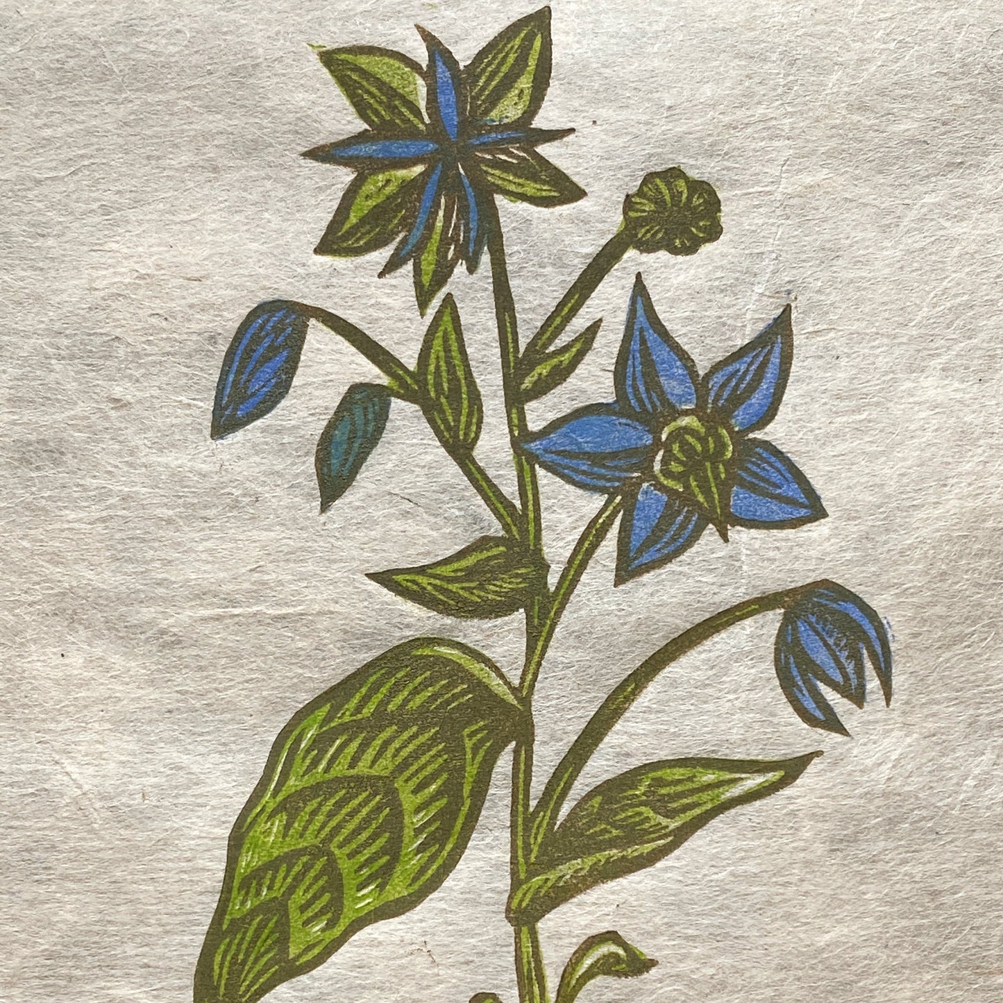 PRE-ORDER: Borage - Limited Edition Botanical Lino Print