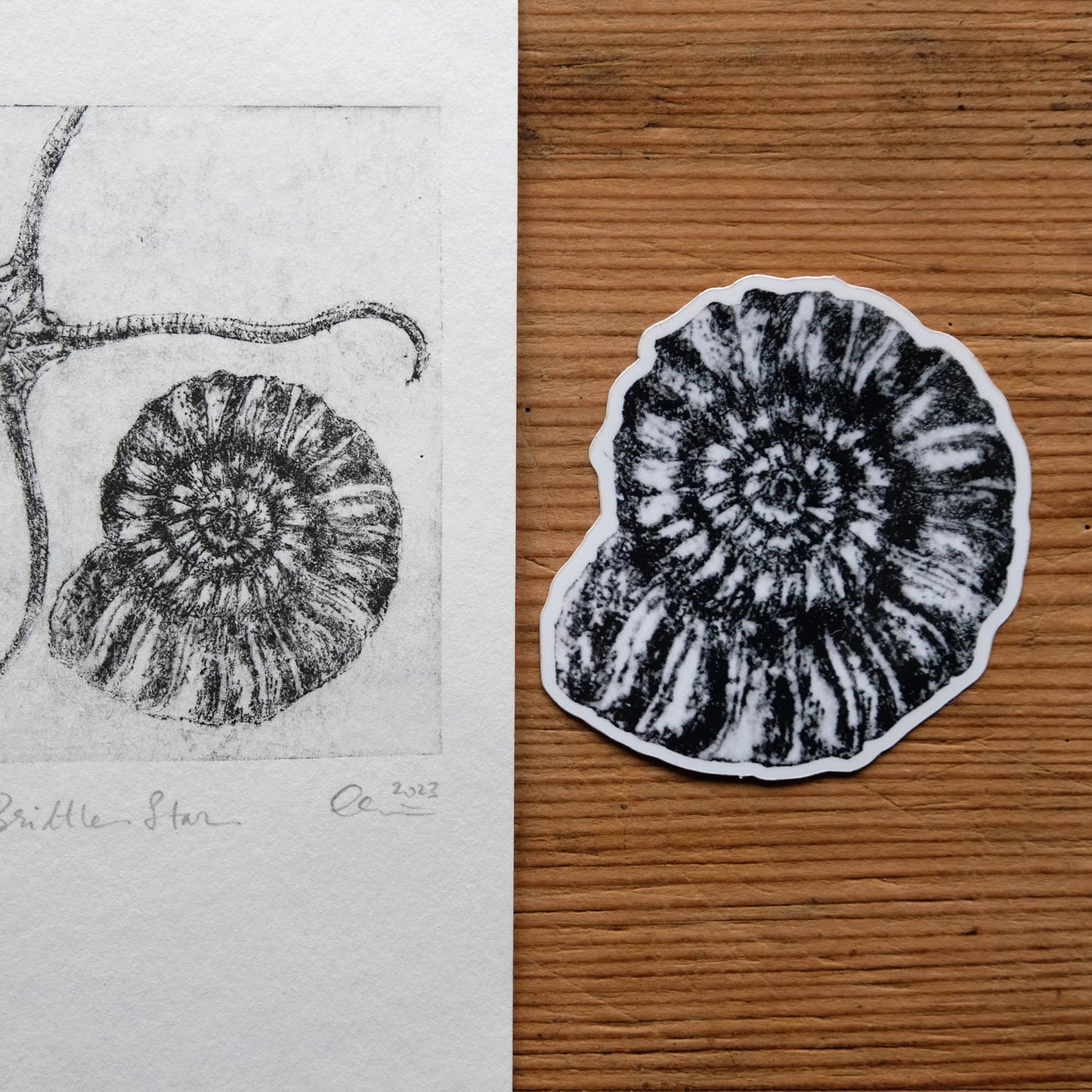 Ammonite Fossil - Single Sticker