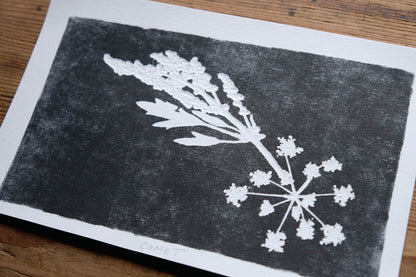 Comet #2 - Cow Parsley Botanical Monoprint