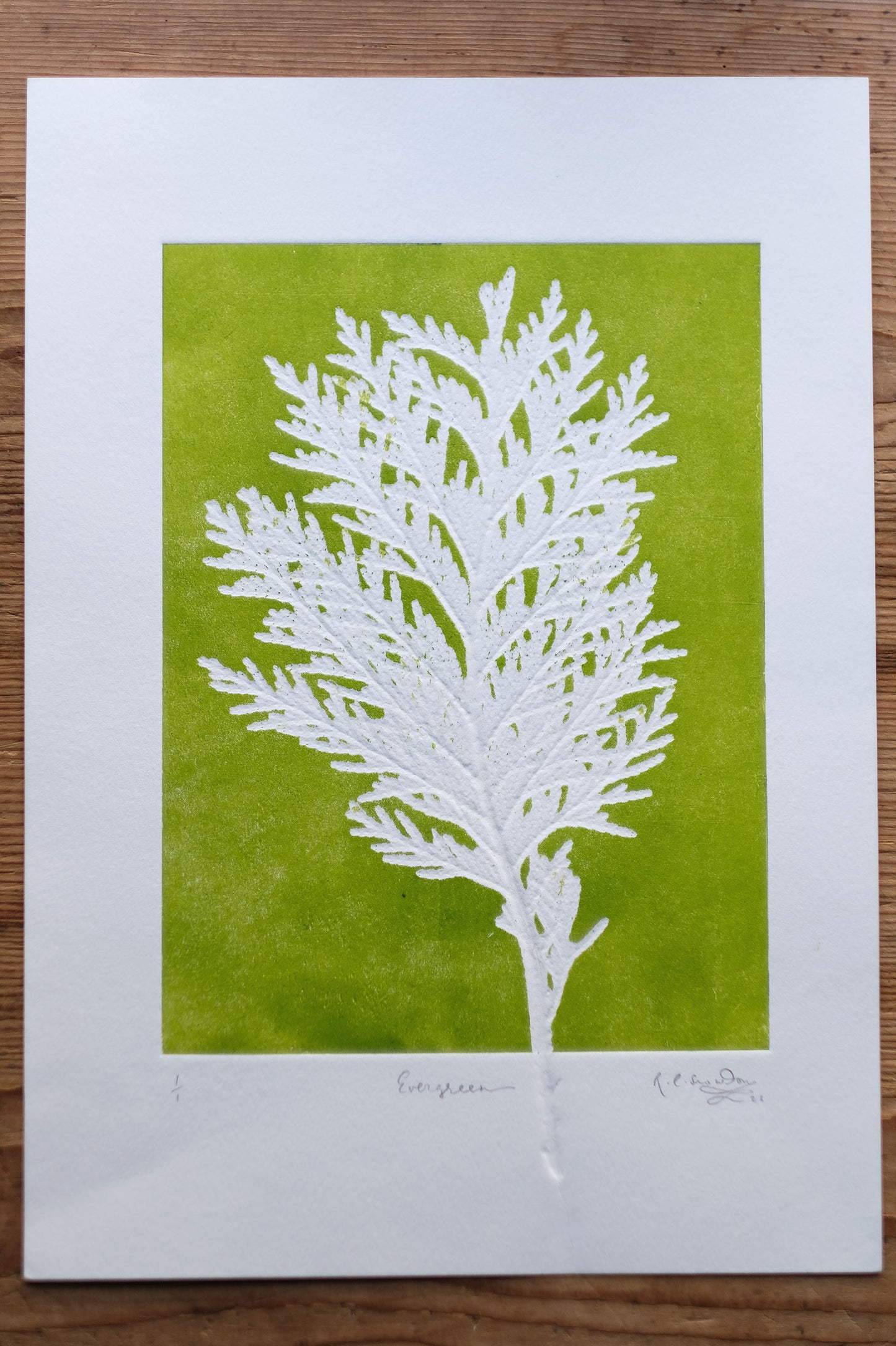 Evergreen No.3 - Botanical Monoprint