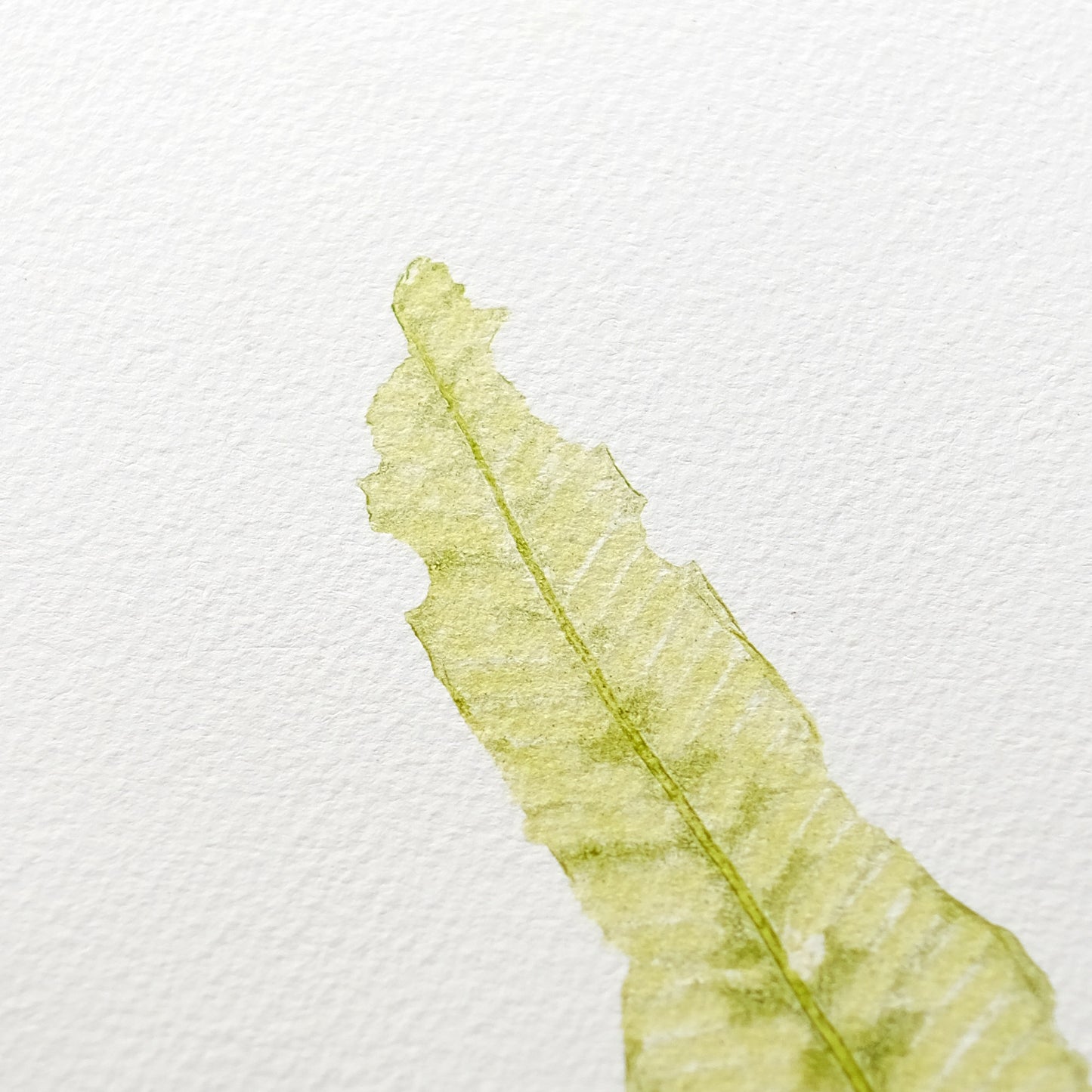 Hart's Tongue Fern - Botanical Monoprint