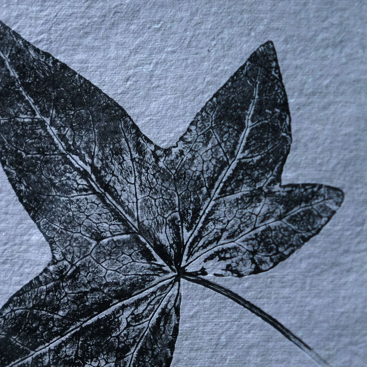 Ivy No.2 on Grey - Botanical Monoprint