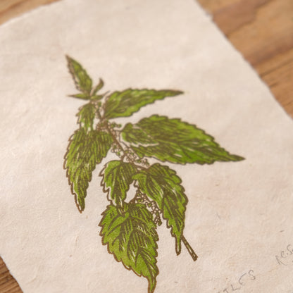 Nettles - Limited Edition Nature Lino Print