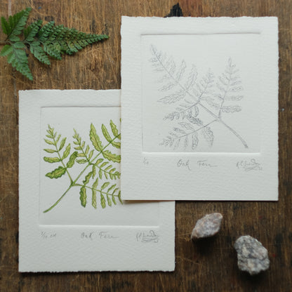 Oak Fern - Copper Plate Etching Print - Hand-coloured or Uncoloured