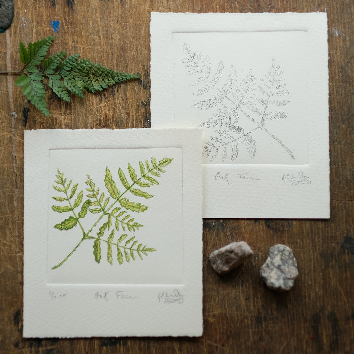 Oak Fern - Copper Plate Etching Print - Hand-coloured or Uncoloured