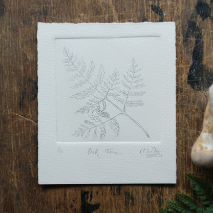 Oak Fern - Copper Plate Etching Print - Hand-coloured or Uncoloured