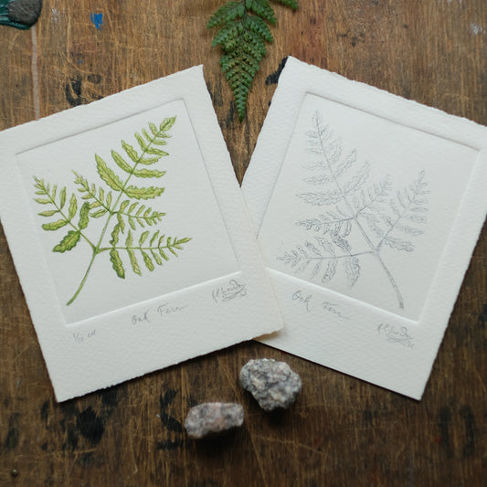 Oak Fern - Copper Plate Etching Print - Hand-coloured or Uncoloured