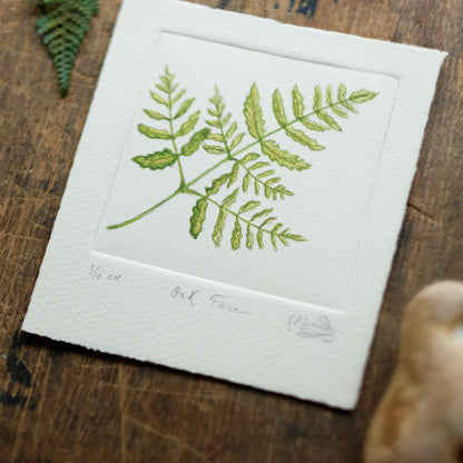 Oak Fern - Copper Plate Etching Print - Hand-coloured or Uncoloured