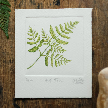 Oak Fern - Copper Plate Etching Print - Hand-coloured or Uncoloured