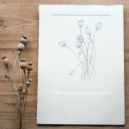 Poppy Pods - Copper Plate Etching Print