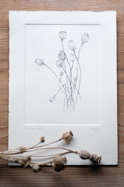 Poppy Pods - Copper Plate Etching Print