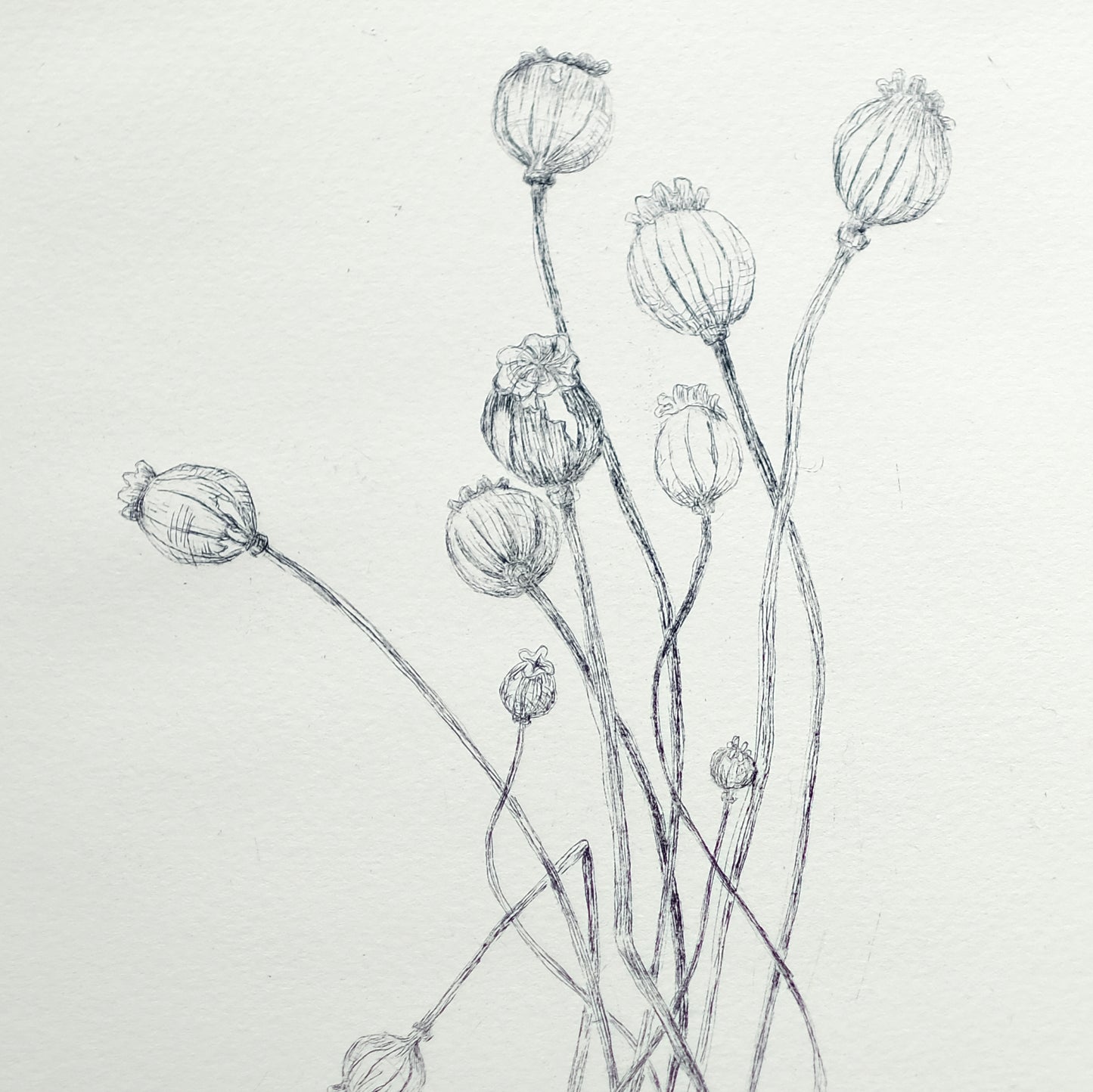 Poppy Pods - Copper Plate Etching Print