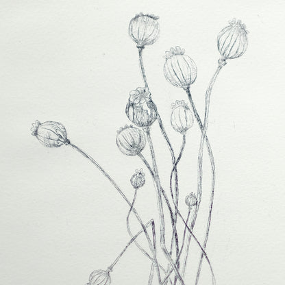 Poppy Pods - Copper Plate Etching Print