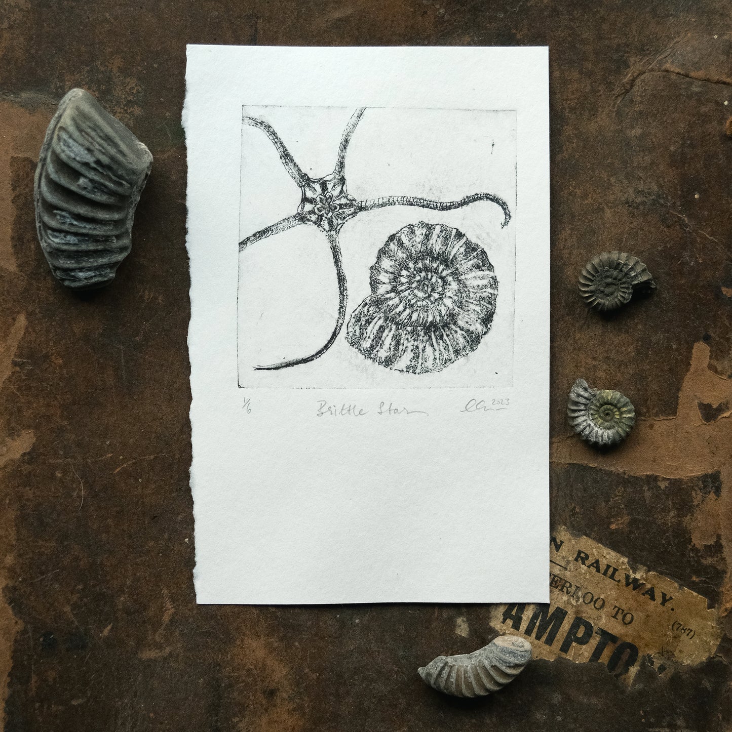 Brittle Star - Drypoint Etching Print